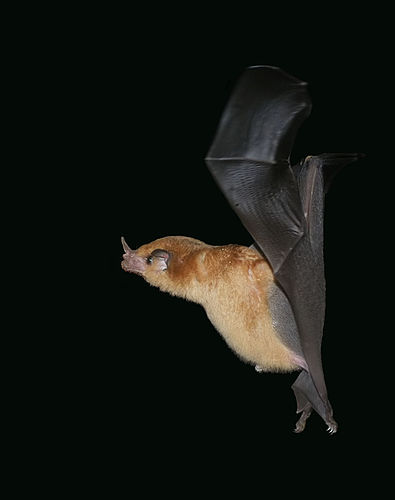 Orange nectar bat